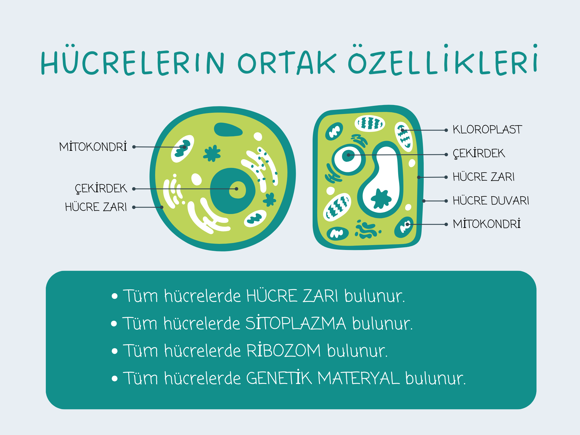 H cre Zar Nedir G revleri Ve zellikleri Nelerdir Techworm ARJF H cre Zar Nedir G revleri Ve zellikleri Nelerdir Techworm ARJF
