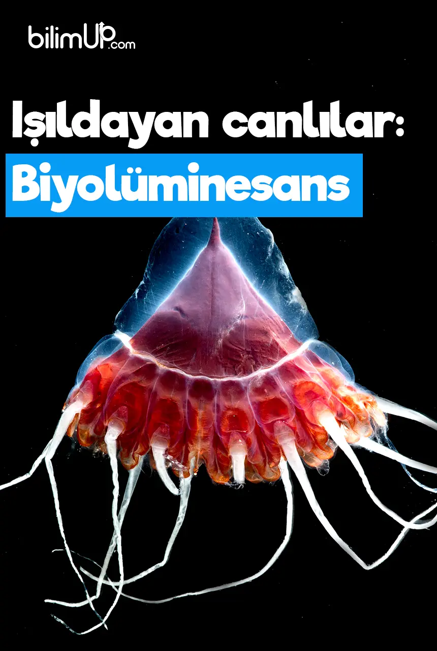 Işıldayan canlılar: Biyolüminesans