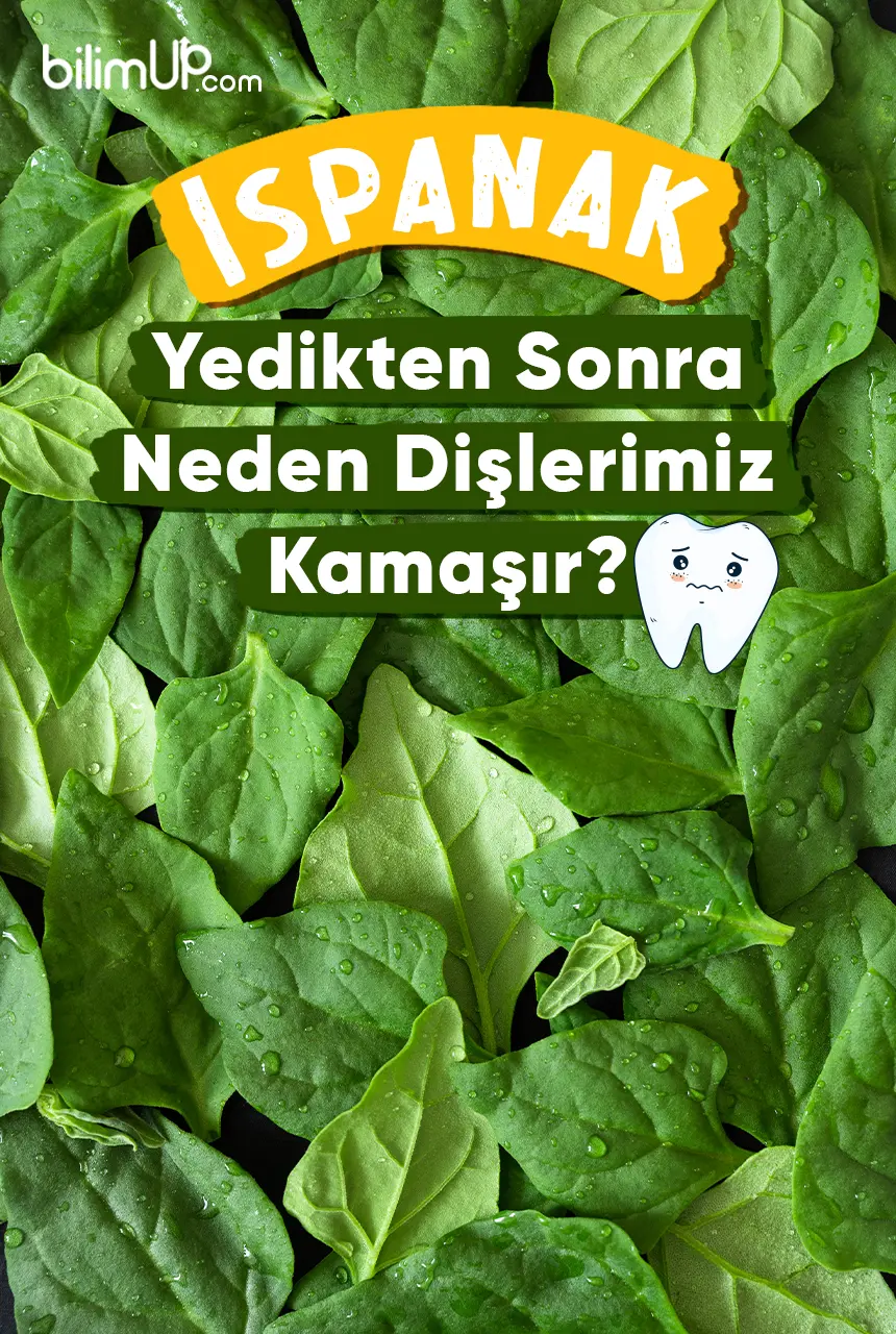 Ispanak Yedikten Sonra Dişlerimiz Neden Kamaşır?