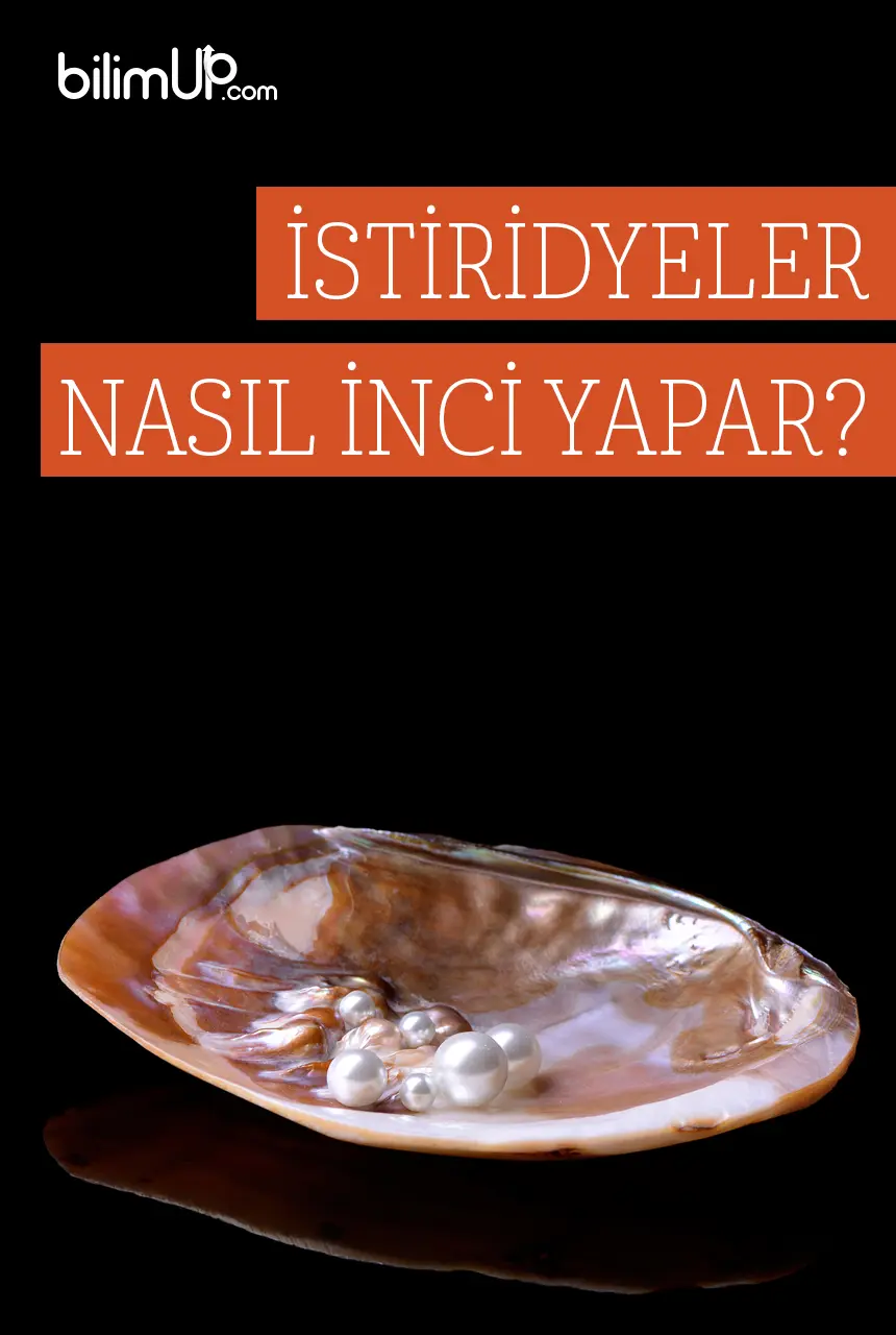 İstiridyeler Nasıl İnci Yapar?