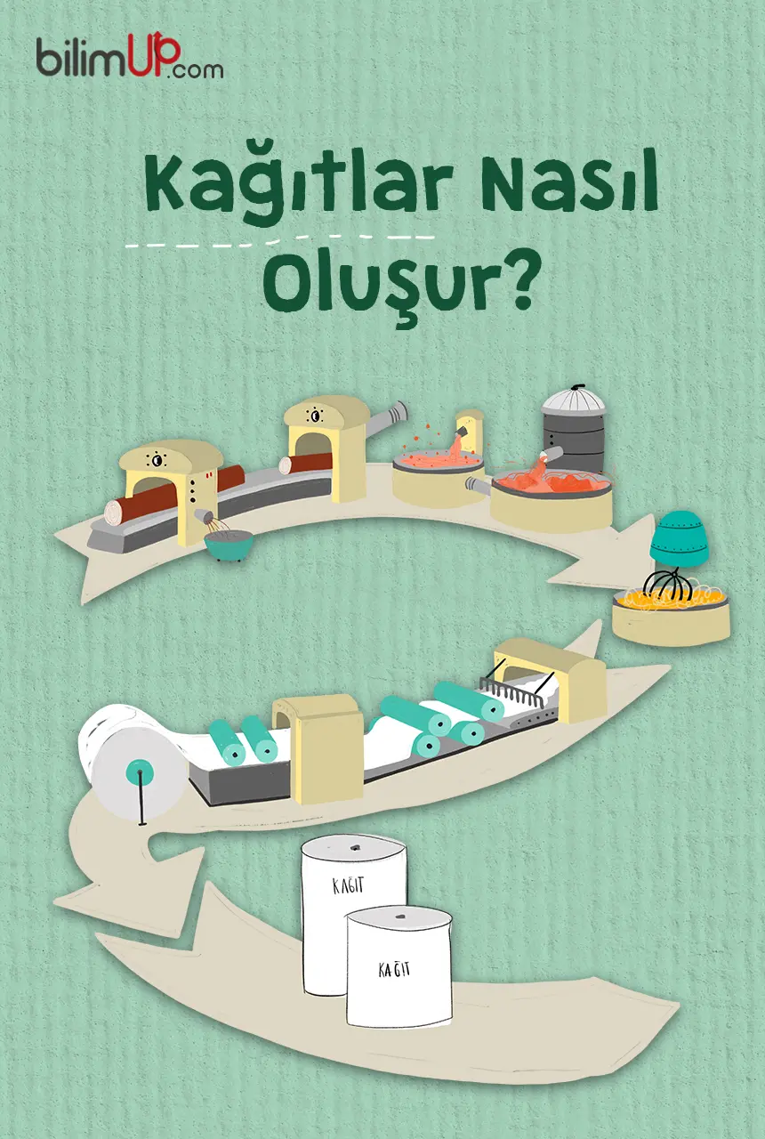 Kağıtlar Nasıl Oluşur?