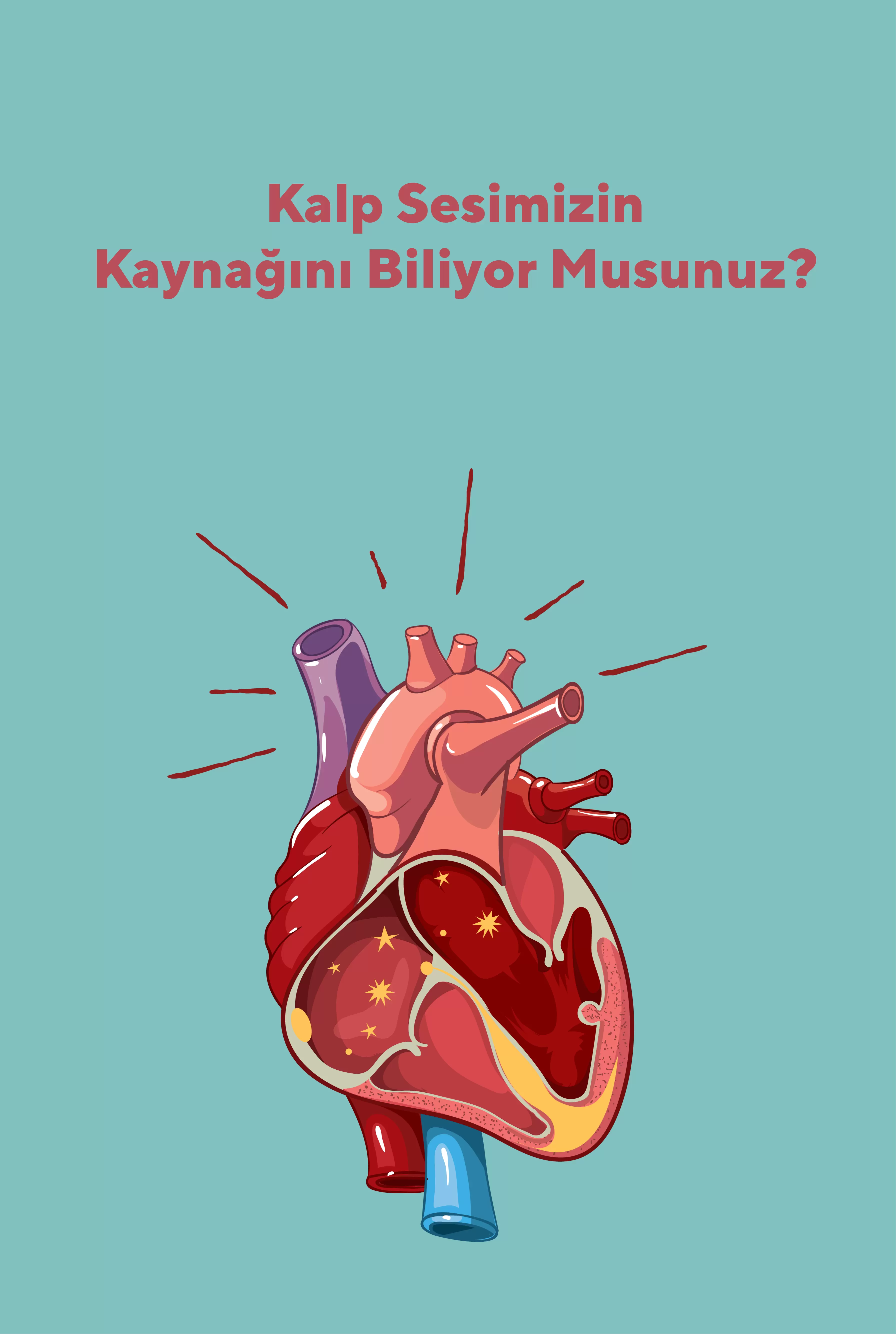 Kalp Sesimizin Kaynağını Biliyor Musunuz?