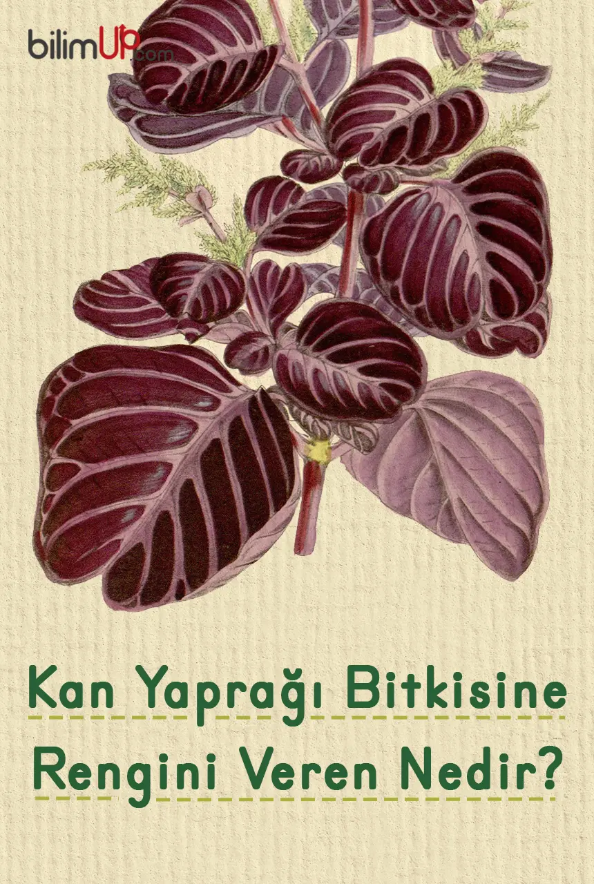 Kan Yaprağı Bitkisine Rengini Veren Nedir?