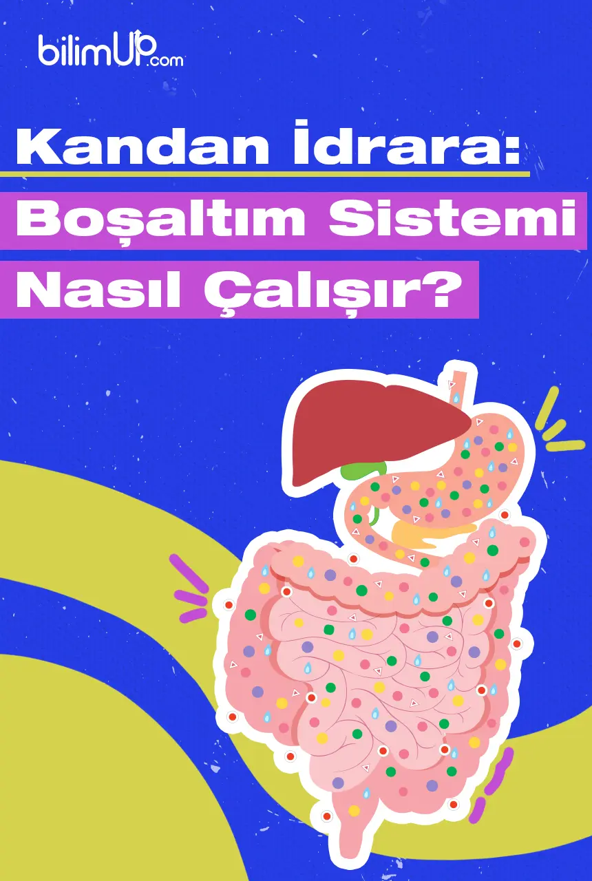 Kandan İdrara: Boşaltım Sistemi Nasıl Çalışır?