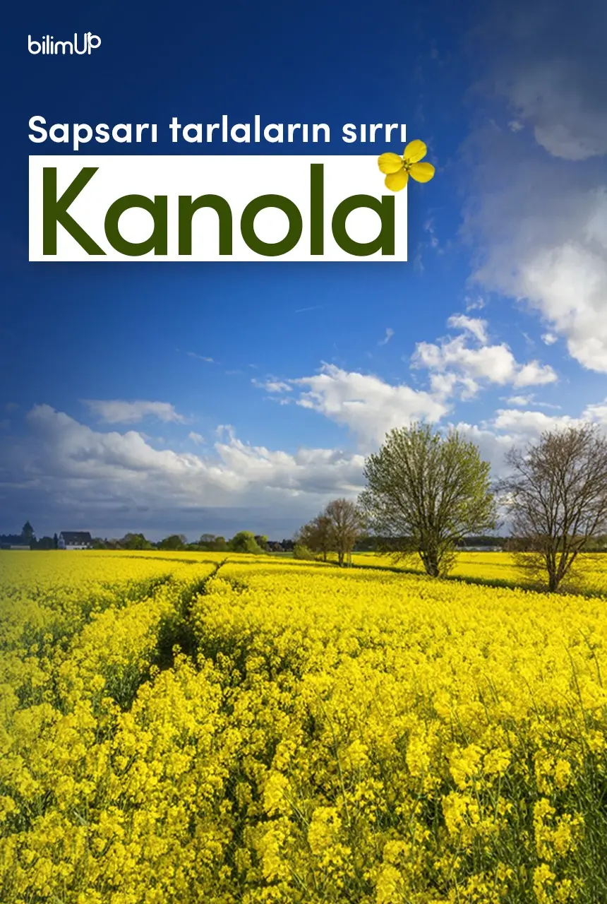Sapsarı Tarlaların Sırrı: Kanola