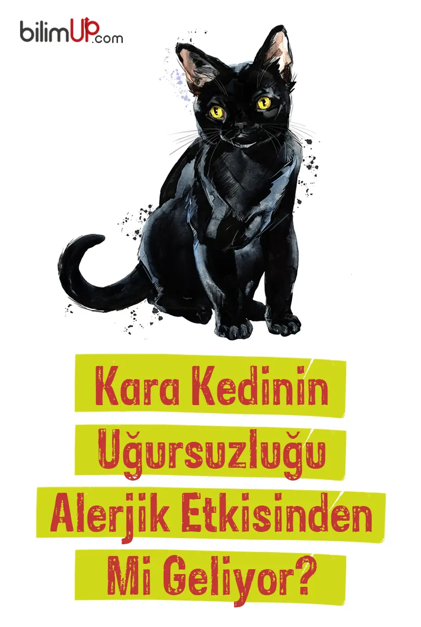 Kara Kedinin Uğursuzluğu Aslında Alerjik Etkisinden Mi Geliyor?