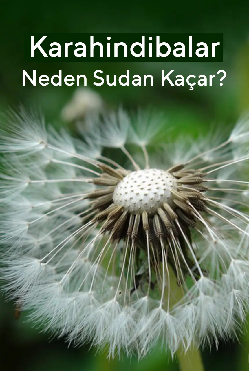 Karahindibalar Neden Sudan Kaçar?