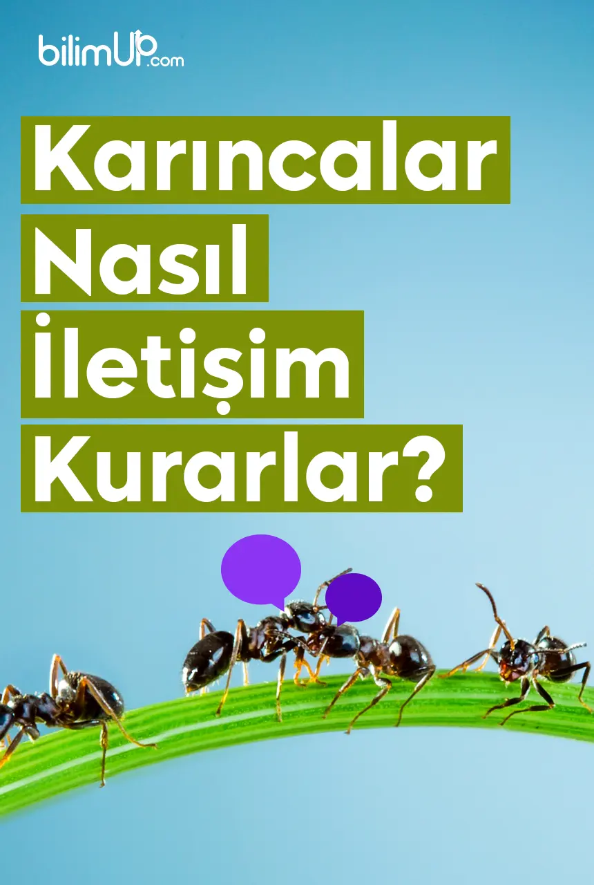 Karıncalar Nasıl İletişim Kurarlar?