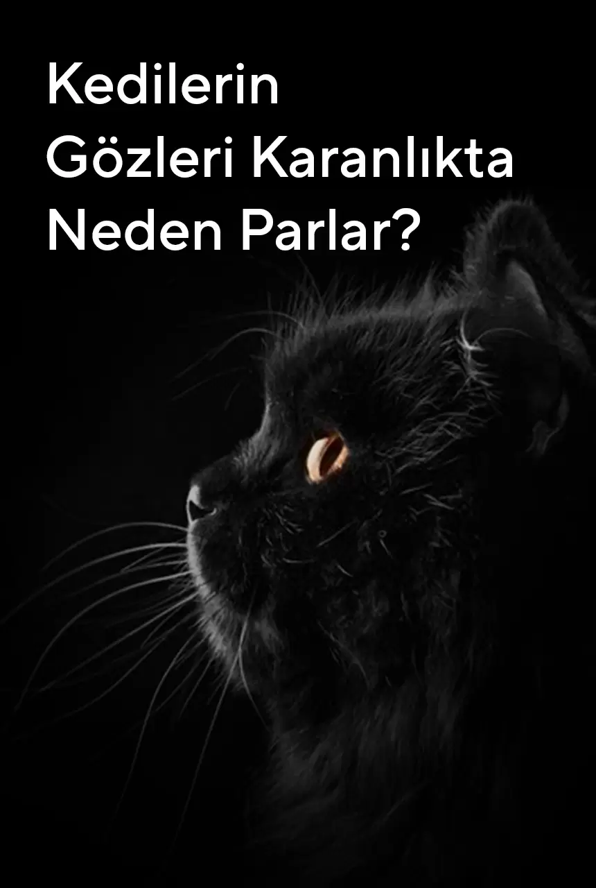 Kedilerin Gözleri Karanlıkta Neden Parlar?