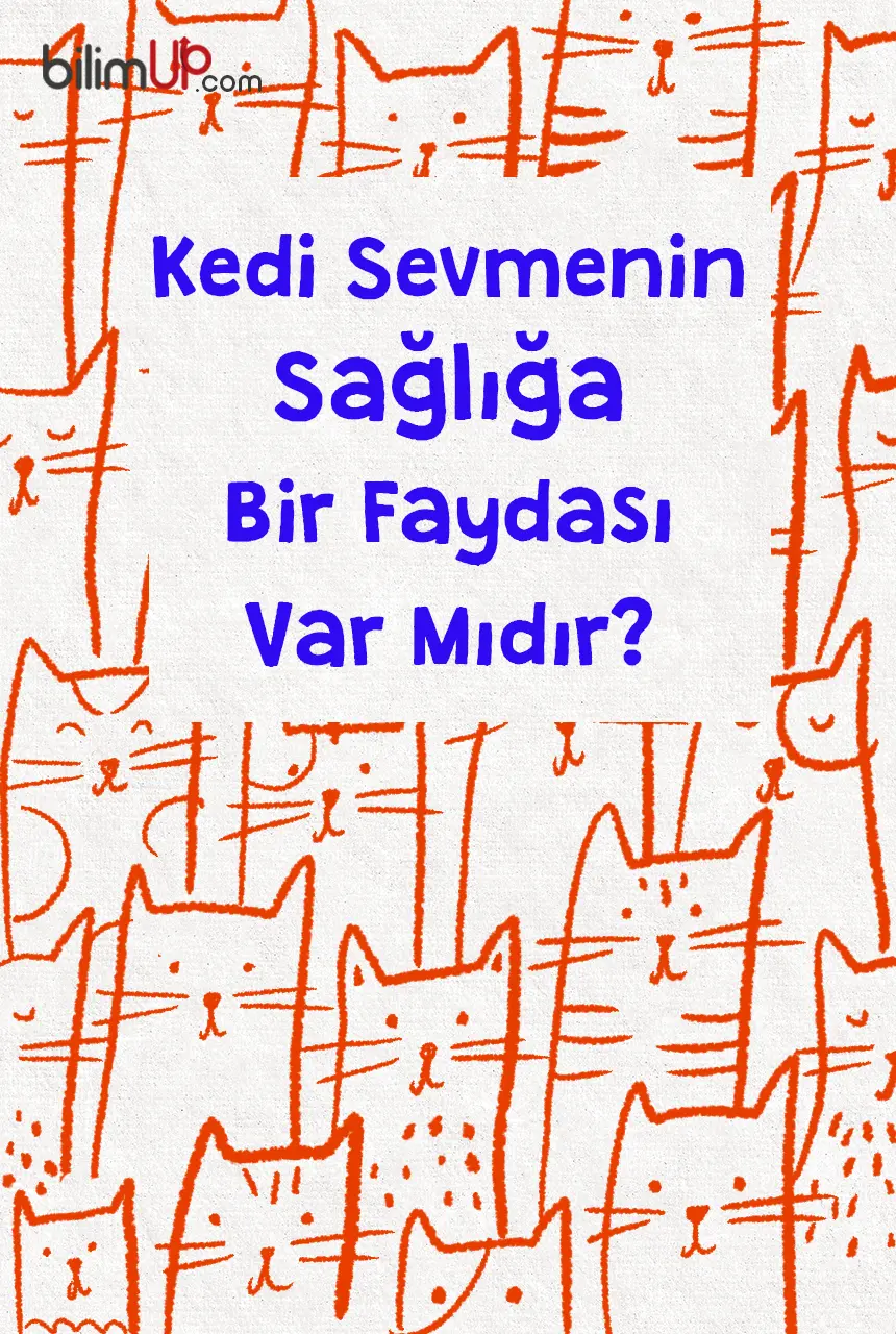 Kedi Sevmenin Sağlığa Bir Faydası Var Mıdır?