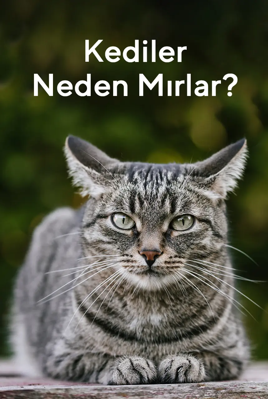 Kediler Neden Mırlar?