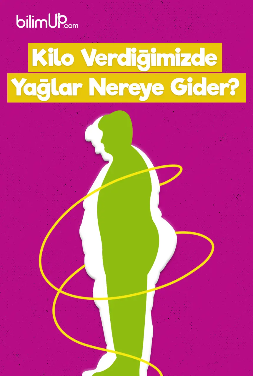 Kilo Verdiğimizde Yakılan Yağlar Nereye Gider?