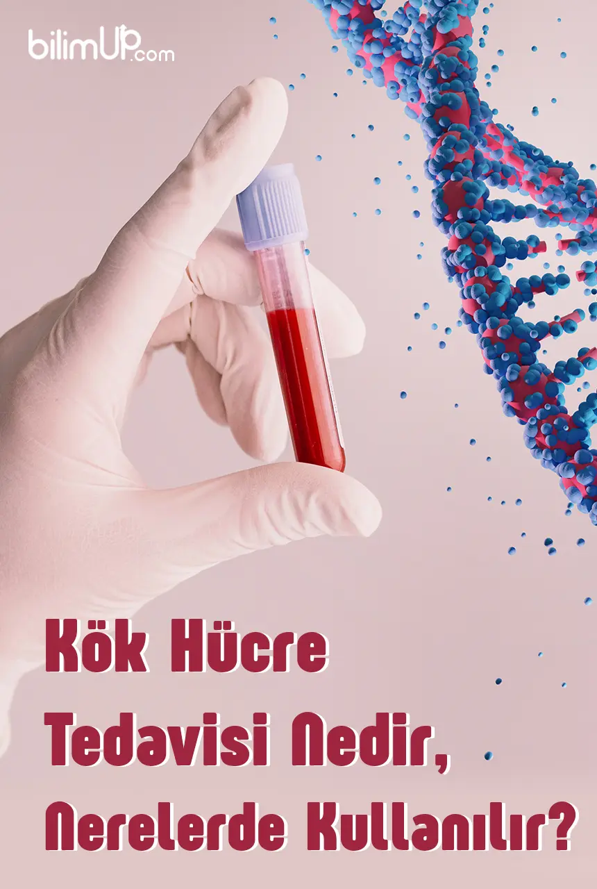 Kök Hücre Tedavisi Nedir, Nerelerde Kullanılır?