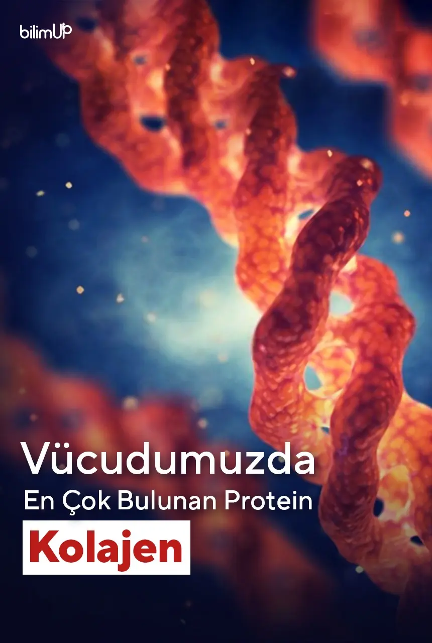 Vücudumuzda En Fazla Bulunan Protein: Kolajen