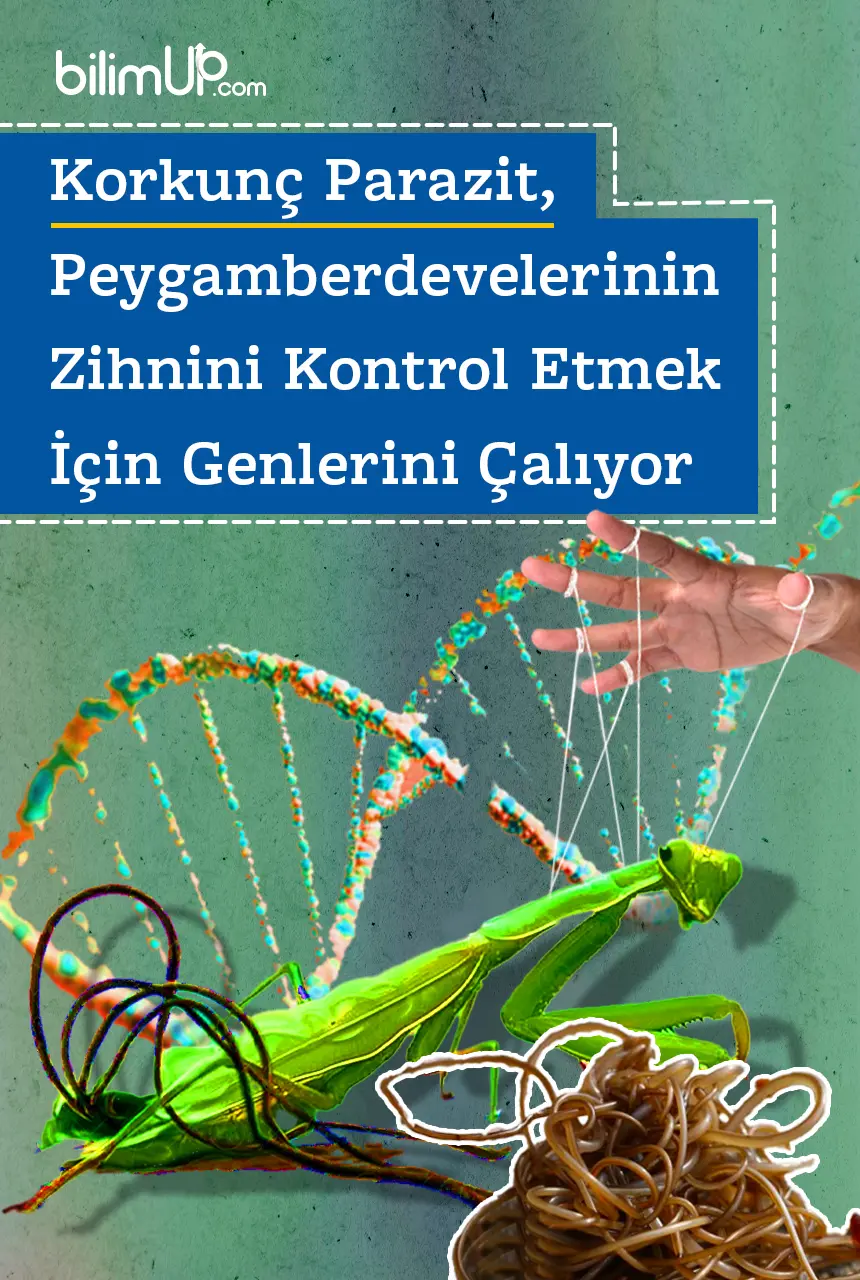 Korkunç Parazit, Peygamberdevelerinin Zihnini Kontrol Etmek İçin Genlerini Çalıyor