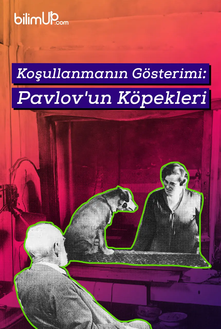 Koşullanmanın Gösterimi: Pavlov'un Köpekleri