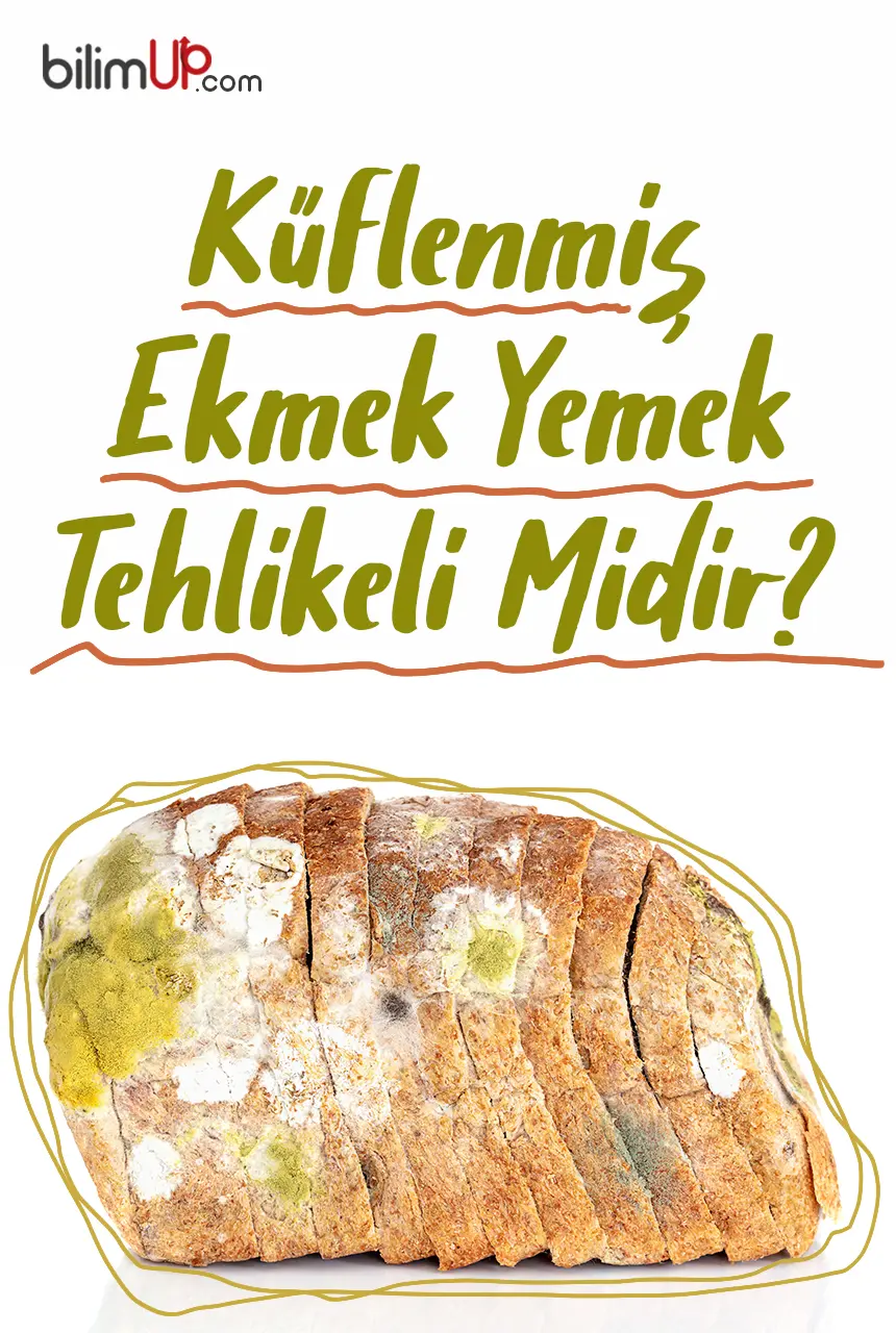 Küflenmiş Ekmek Yemek Tehlikeli Midir?