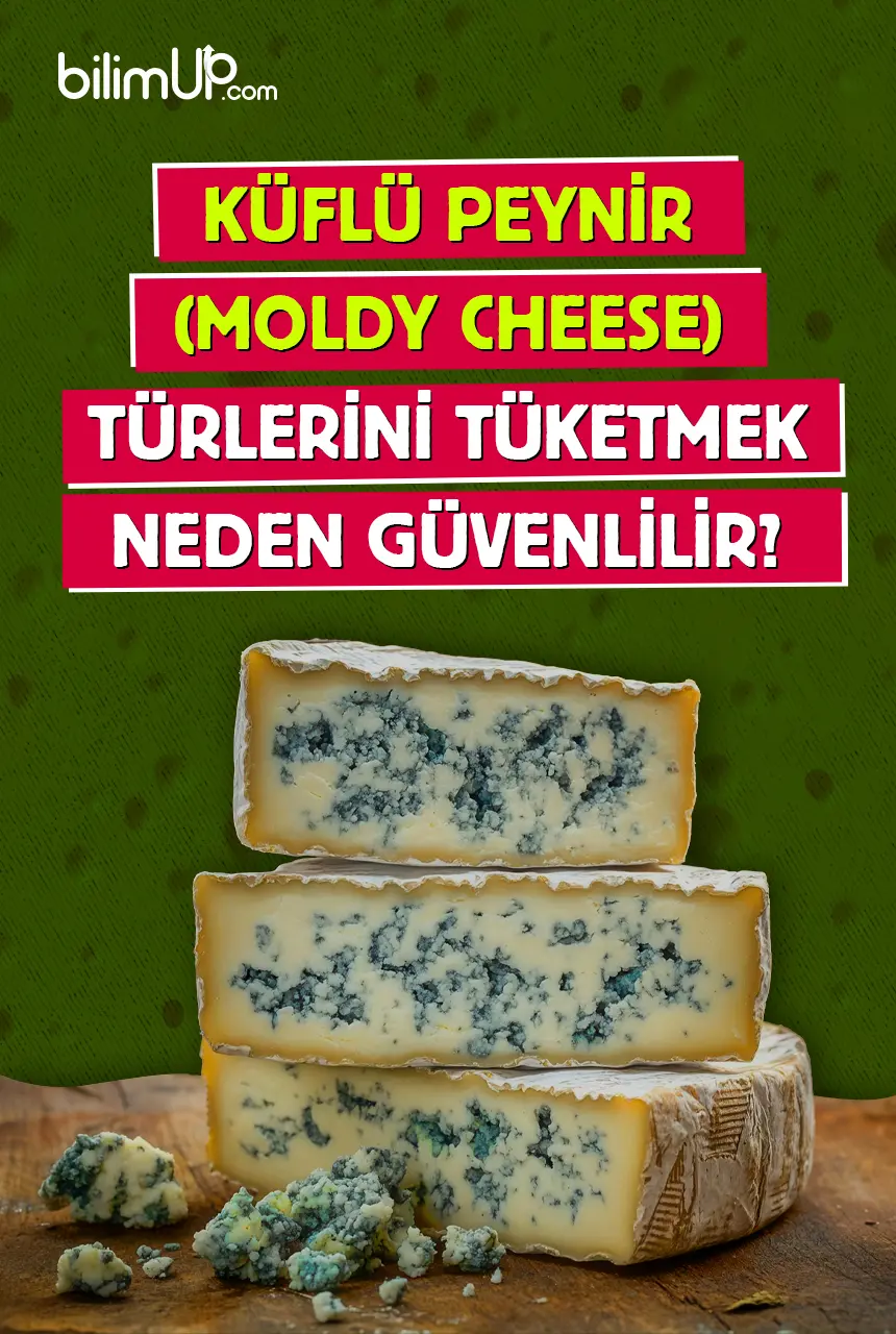 Küflü Peynir (Moldy Cheese) Türlerini Tüketmek Neden Güvenlidir?