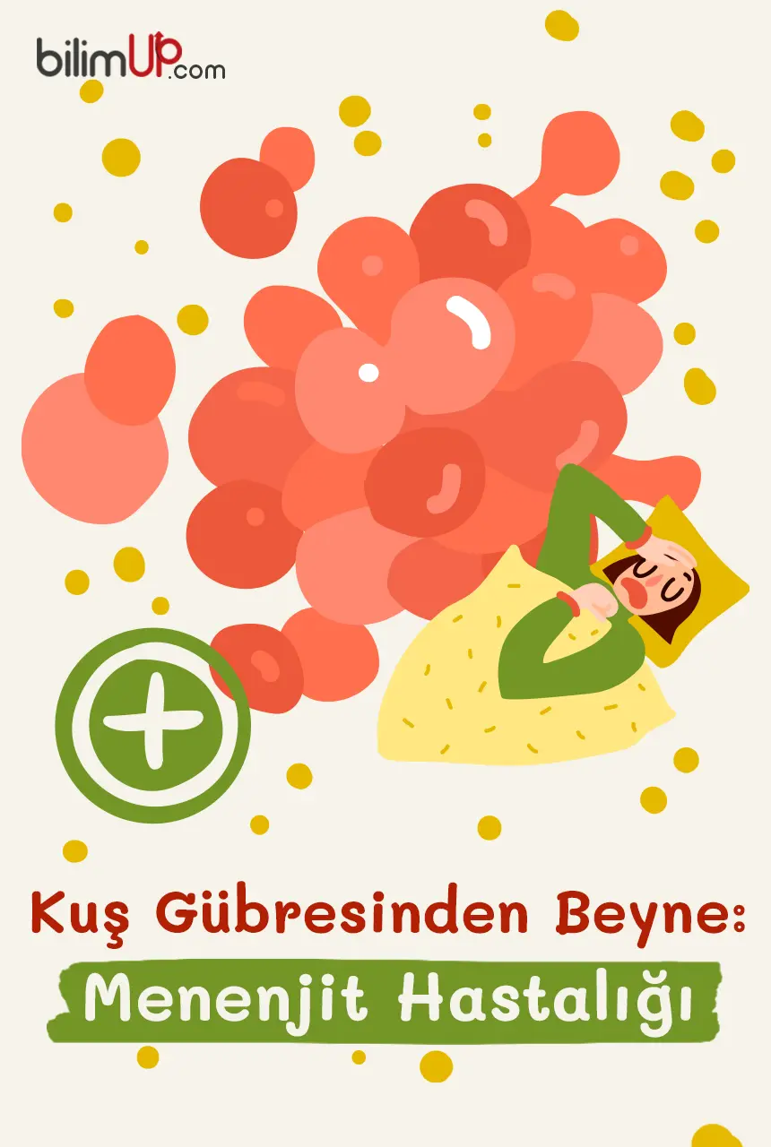 Kuş Gübresinden Beyne: Menenjit Hastalığı