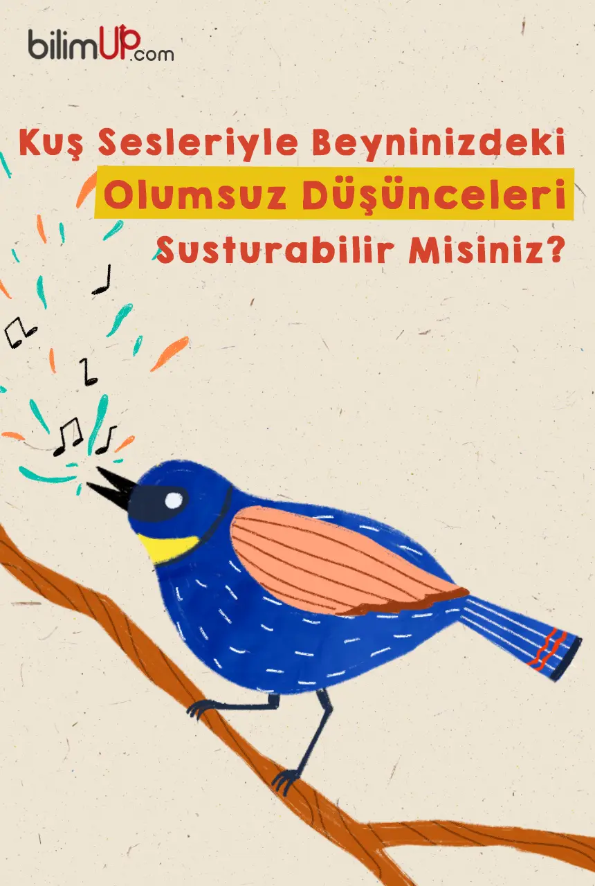 Kuş Sesleriyle Beyninizdeki Olumsuz Düşünceleri Susturabilir Misiniz?