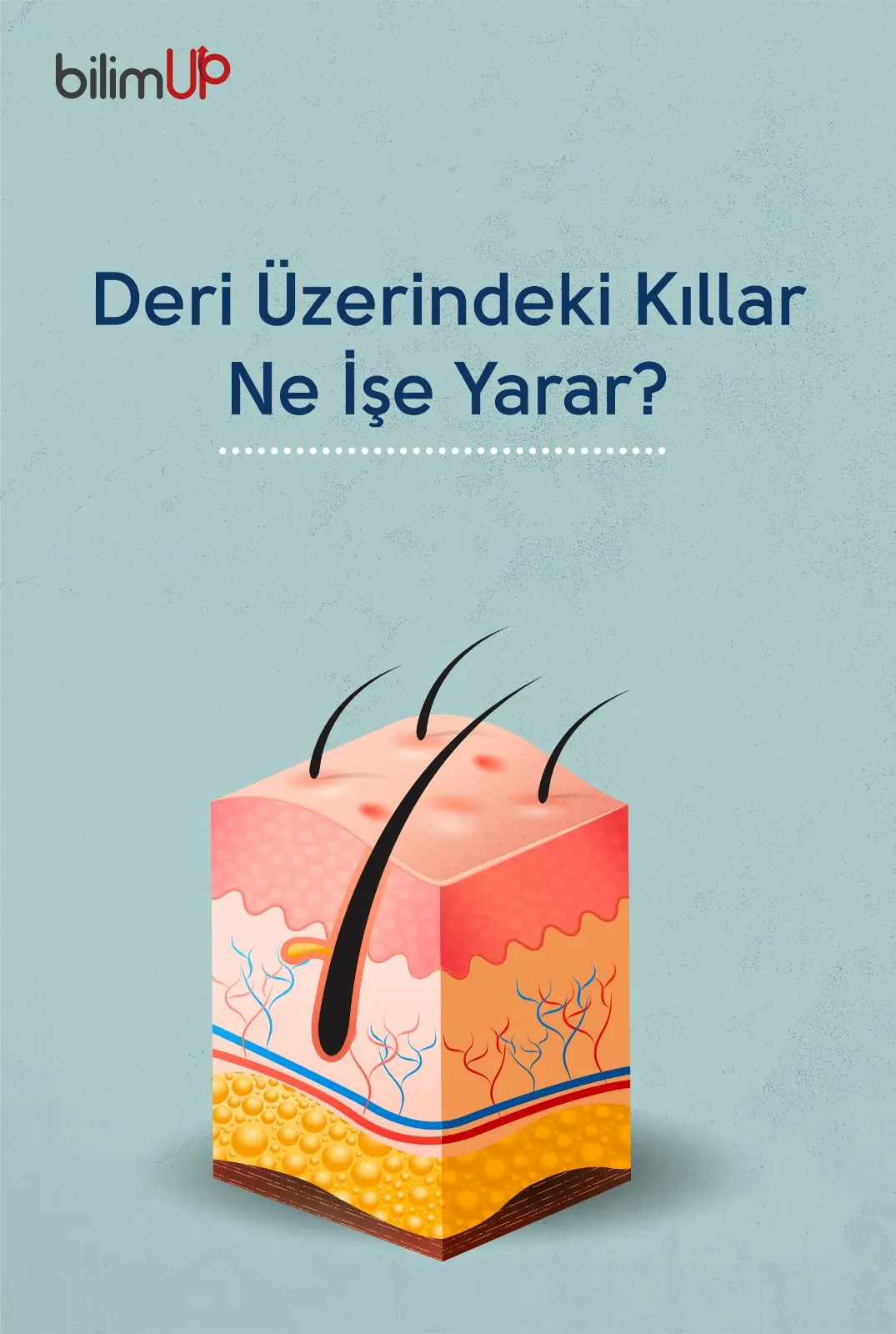 Deri Üzerindeki Kıllar Ne İşe Yarar?