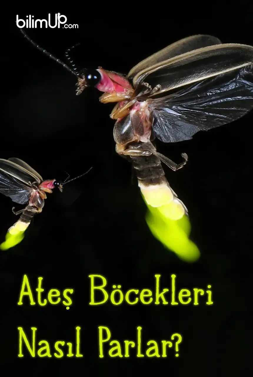 Ateşböcekleri Nasıl Parlar?