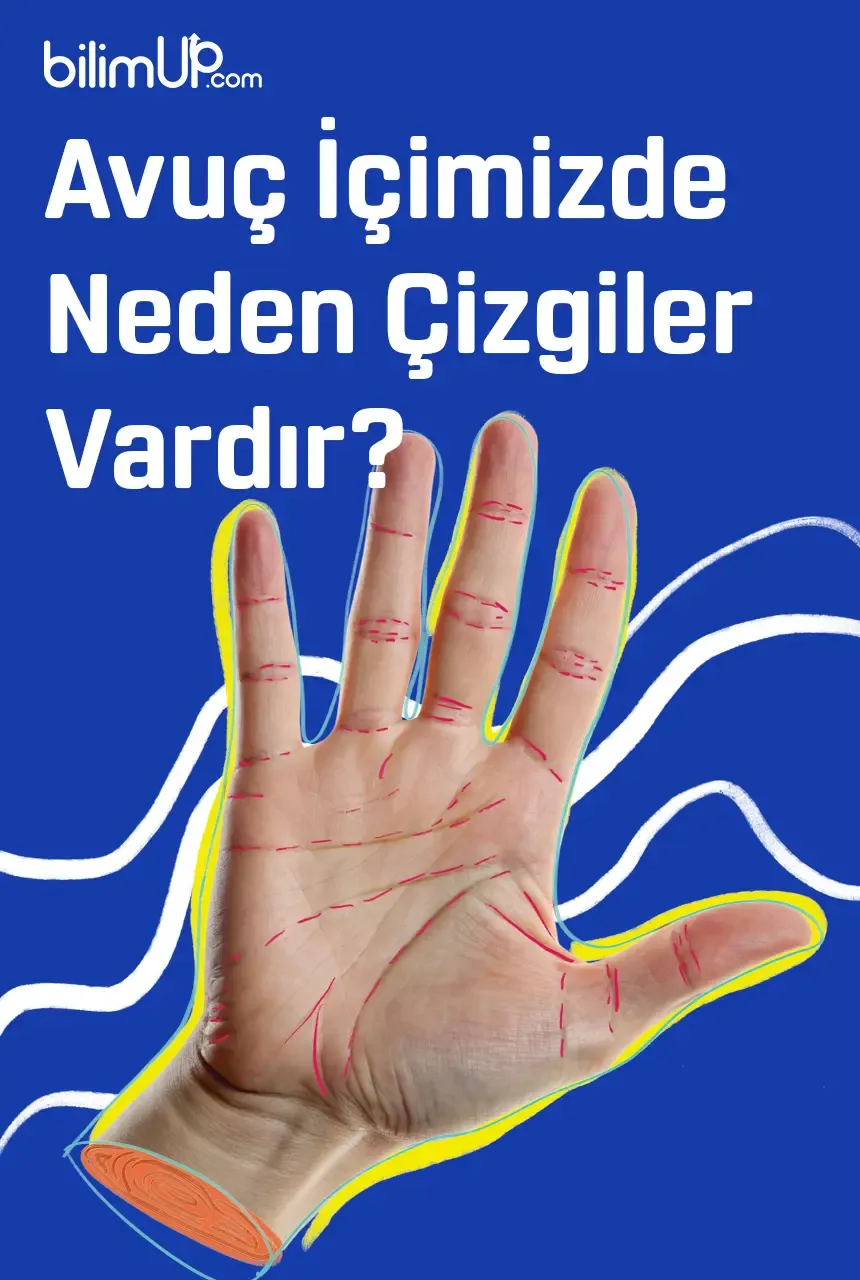 Avuç İçimizde Neden Çizgiler Vardır?