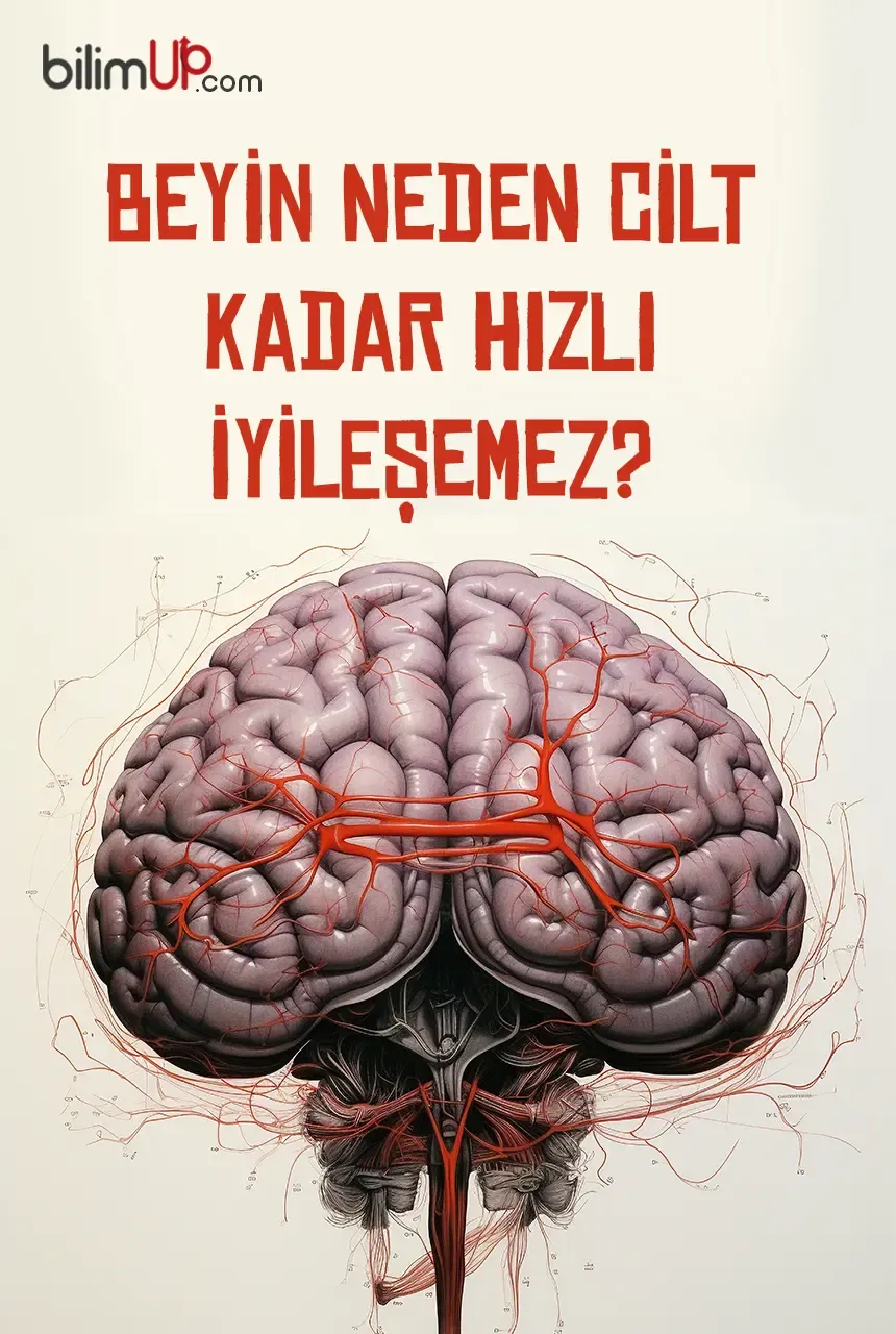 Beyin Neden Cilt Kadar Hızlı İyileşemez?