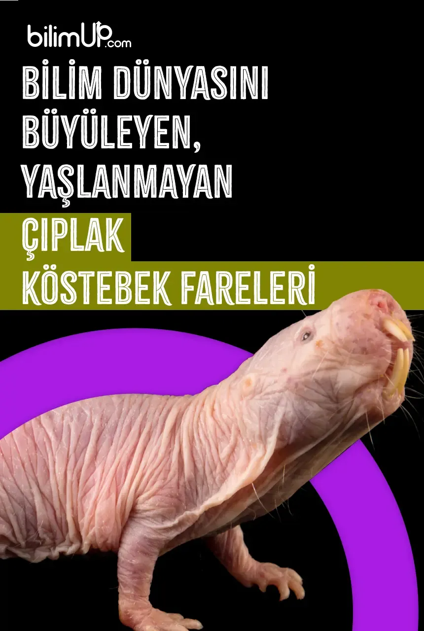 Bilim Dünyasını Büyüleyen, Yaşlanmayan Köstebek Fareleri