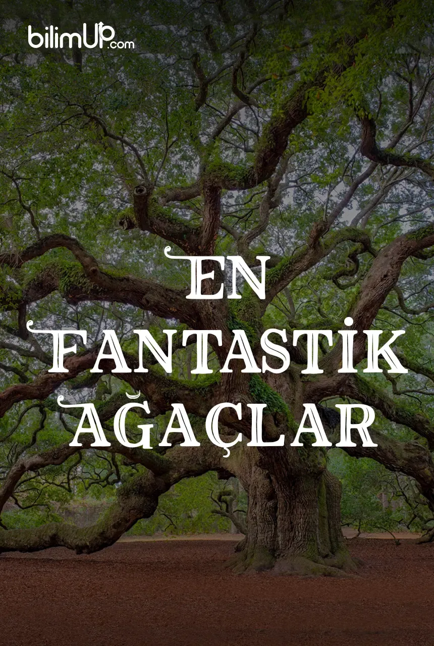 Fantastik Ağaçlar