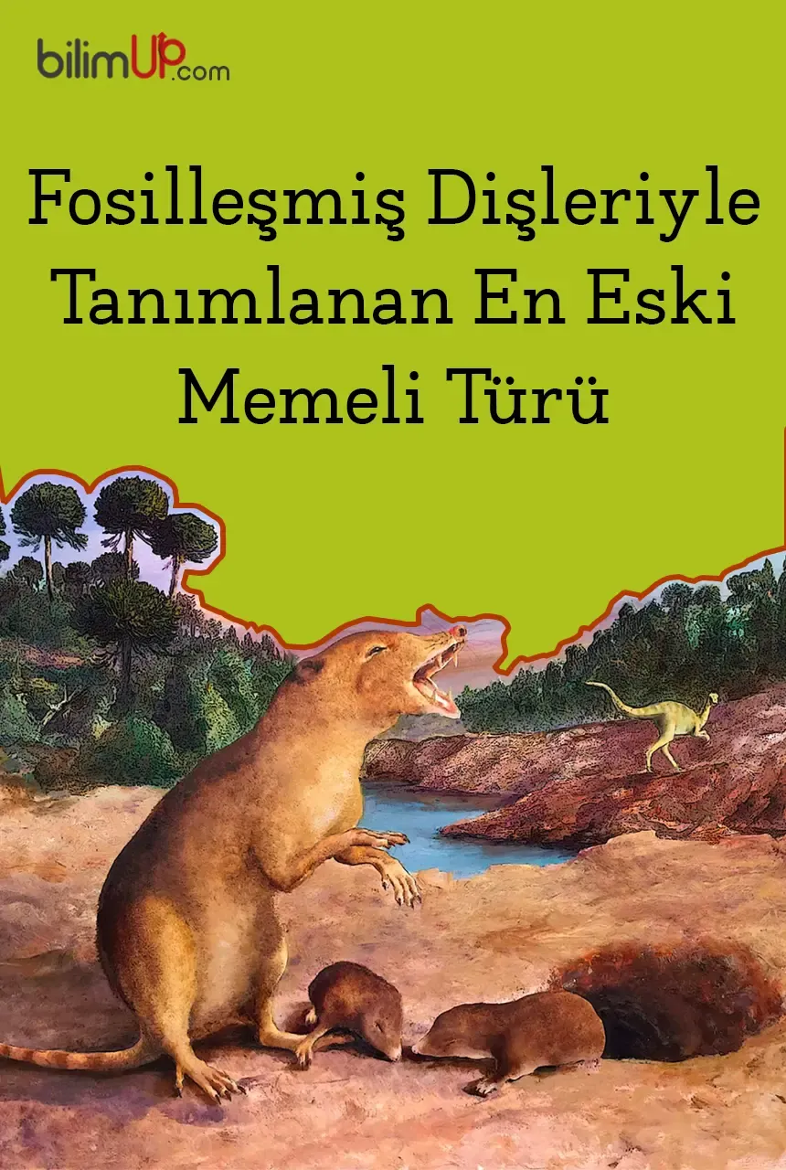 Fosilleşmiş Dişleriyle Tanımlanan En Eski Memeli Türü
