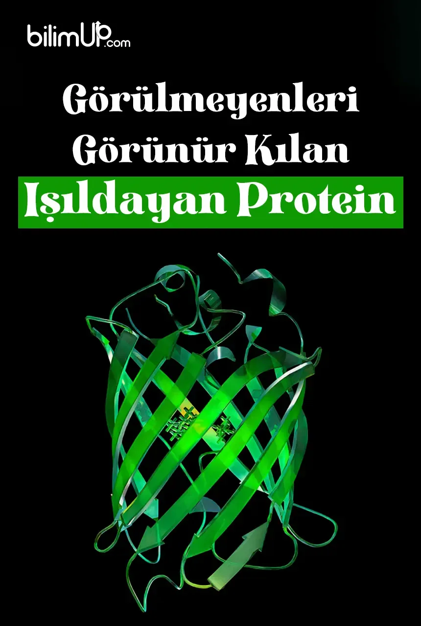 Görülmeyenleri Görünür Kılan Işıldayan Protein