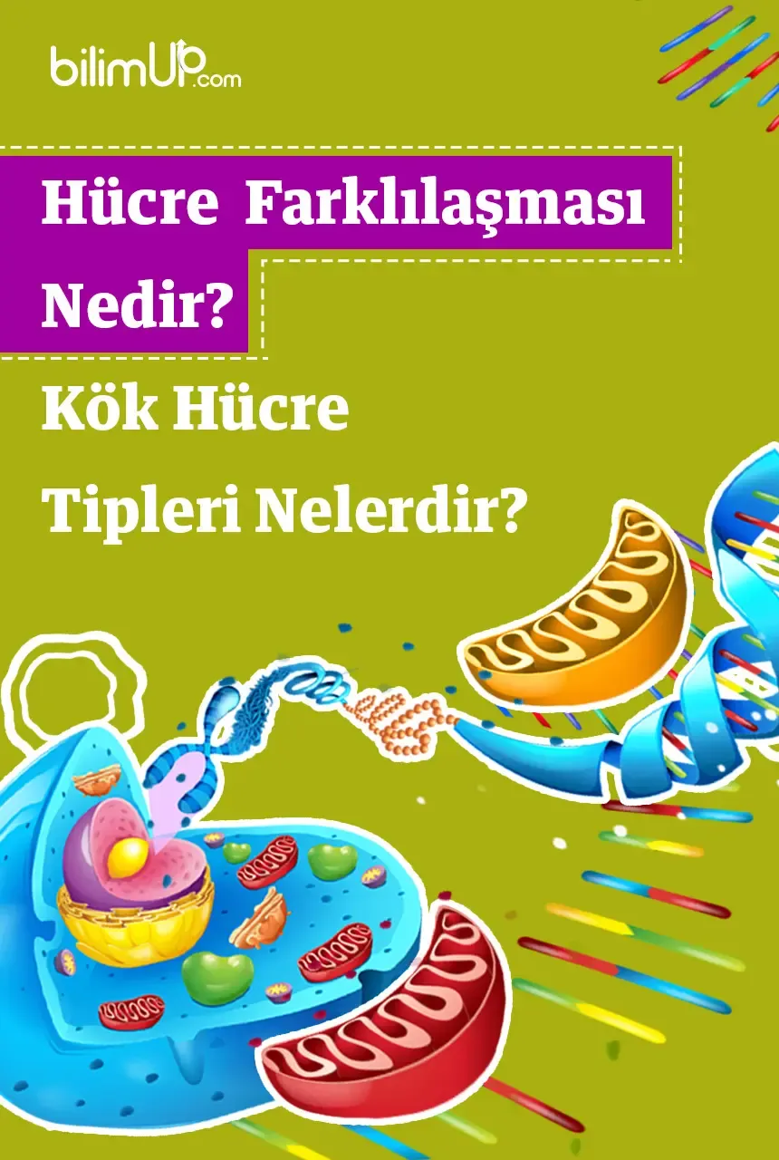Hücre Farklılaşması Nedir? Kök Hücre Tipleri Nelerdir?
