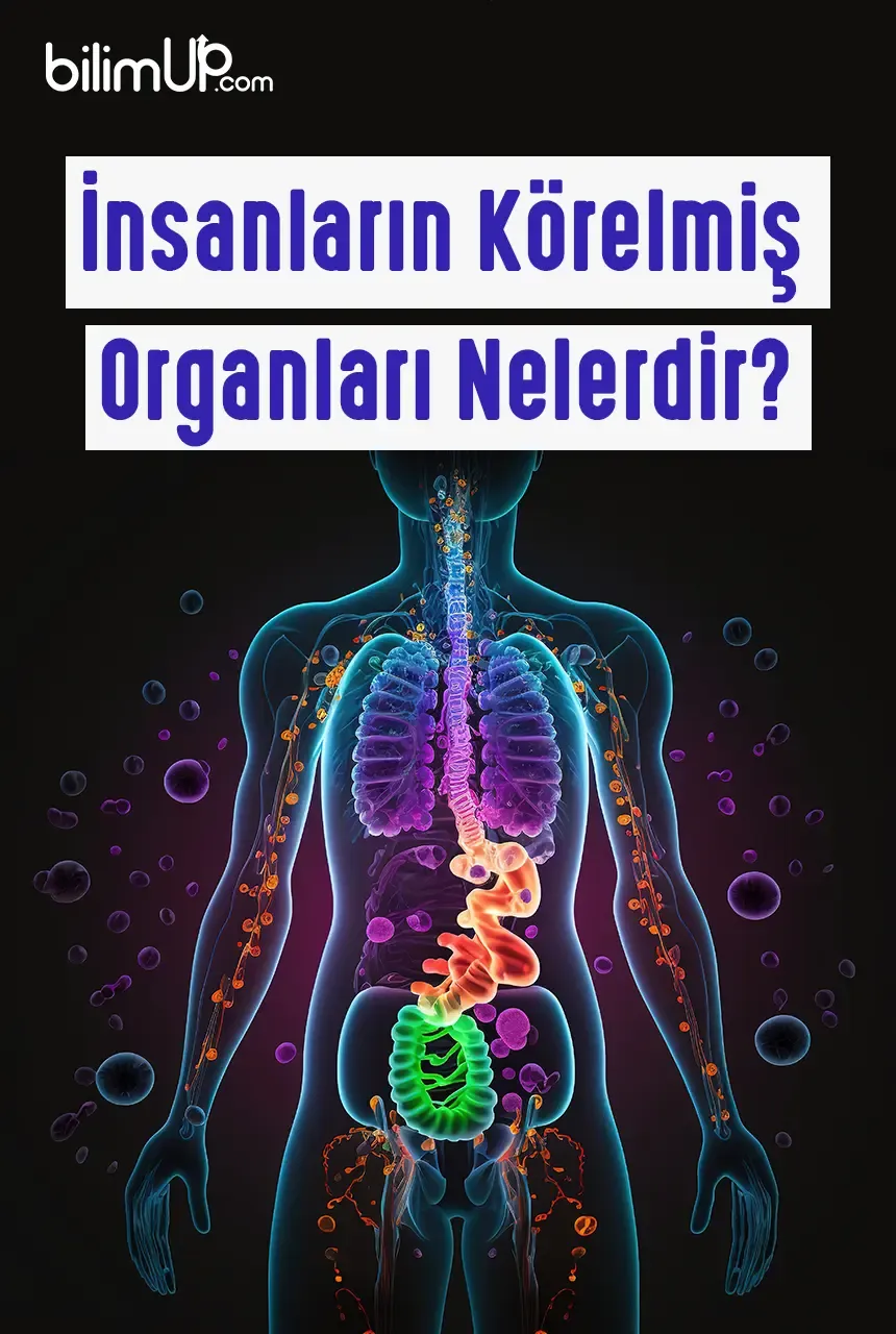 İnsanların Körelmiş Organları Nelerdir?