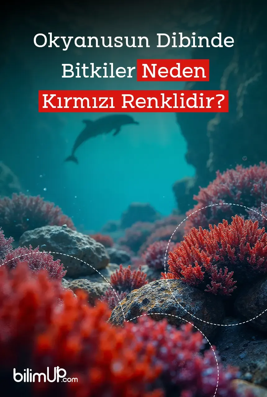 Okyanusun Dibinde Bitkiler Neden Kırmızı Renklidir?