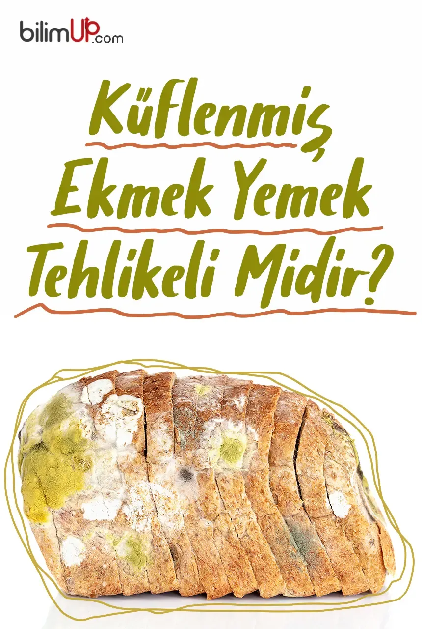 Küflenmiş Ekmek Yemek Tehlikeli Midir?