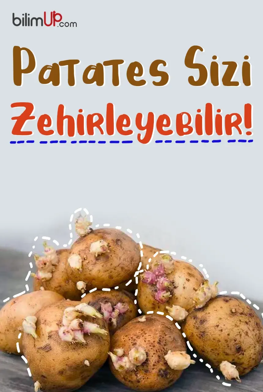 Patates Sizi Zehirleyebilir!