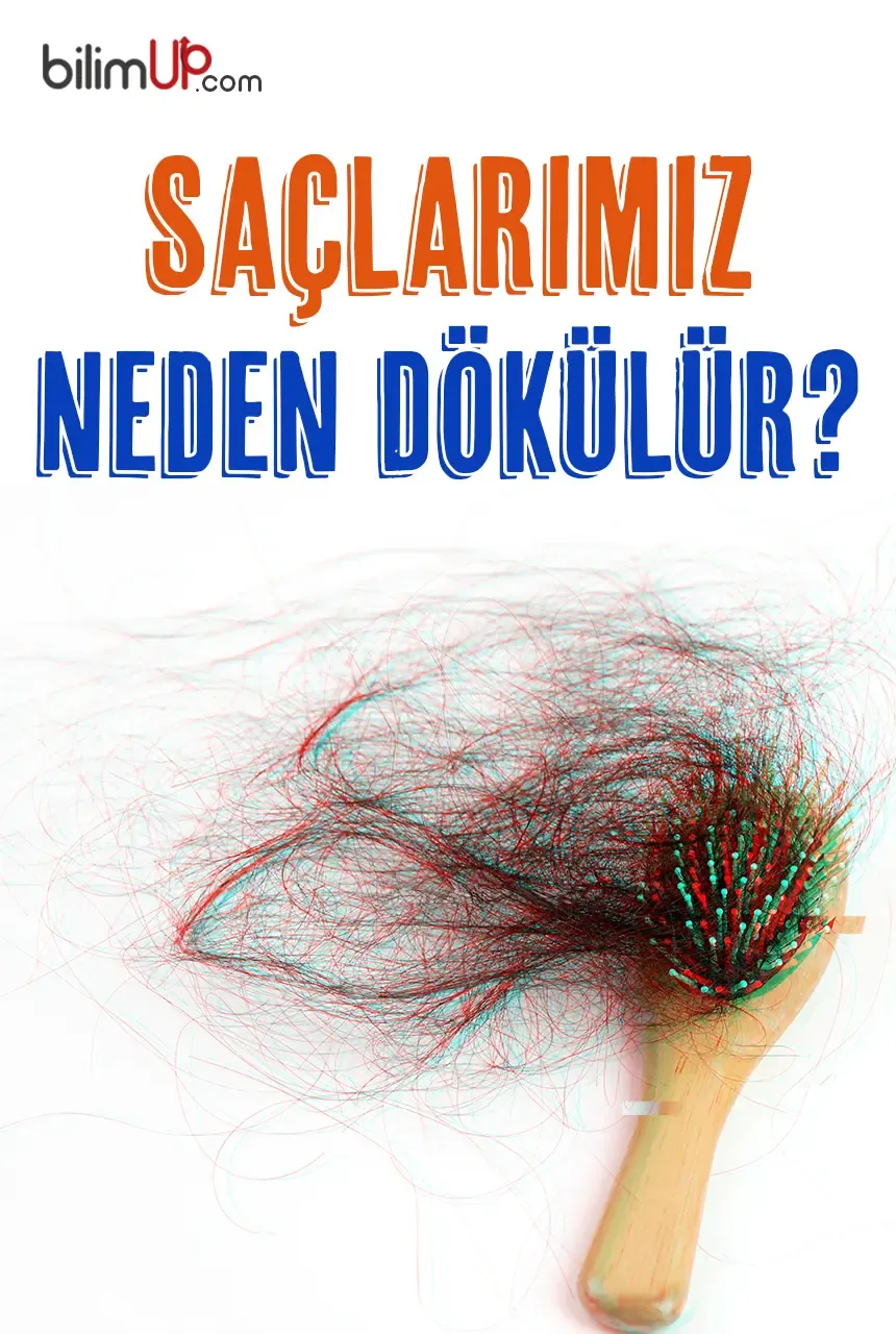 Saçlarımız Neden Dökülür?