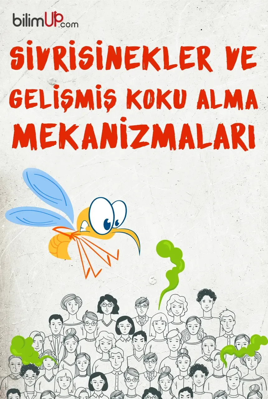 Sivrisinekler ve Gelişmiş Koku Alma Mekanizmaları