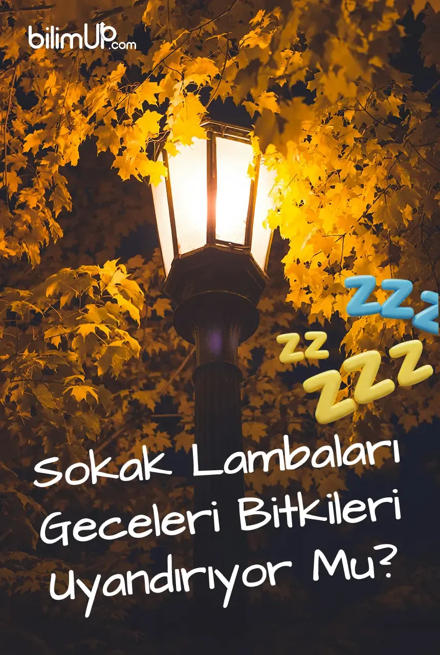 Sokak Lambaları Geceleri Bitkileri Uyandırıyor Mu?