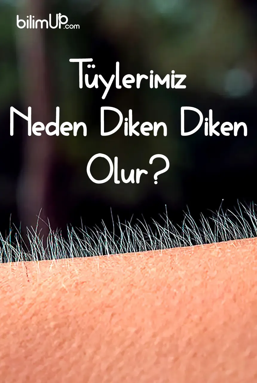 Tüylerimiz Neden Diken Diken Olur?