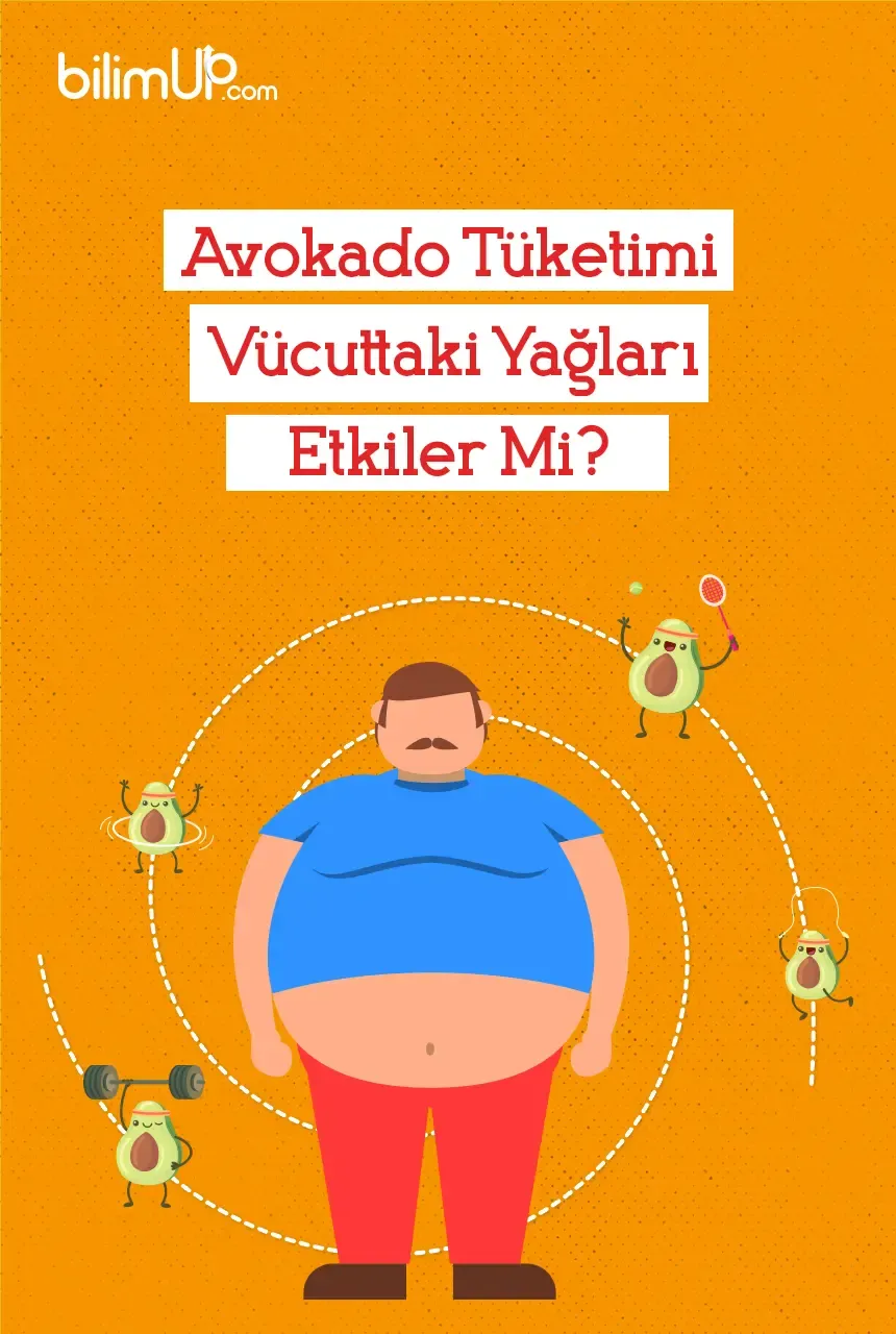 Avokado Tüketimi Vücuttaki Yağları Etkiler Mi?