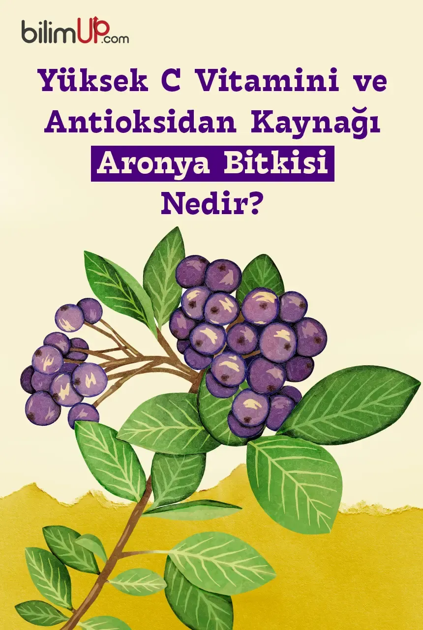 Yüksek C Vitamini ve Antioksidan Kaynağı Aronya Bitkisi Nedir?