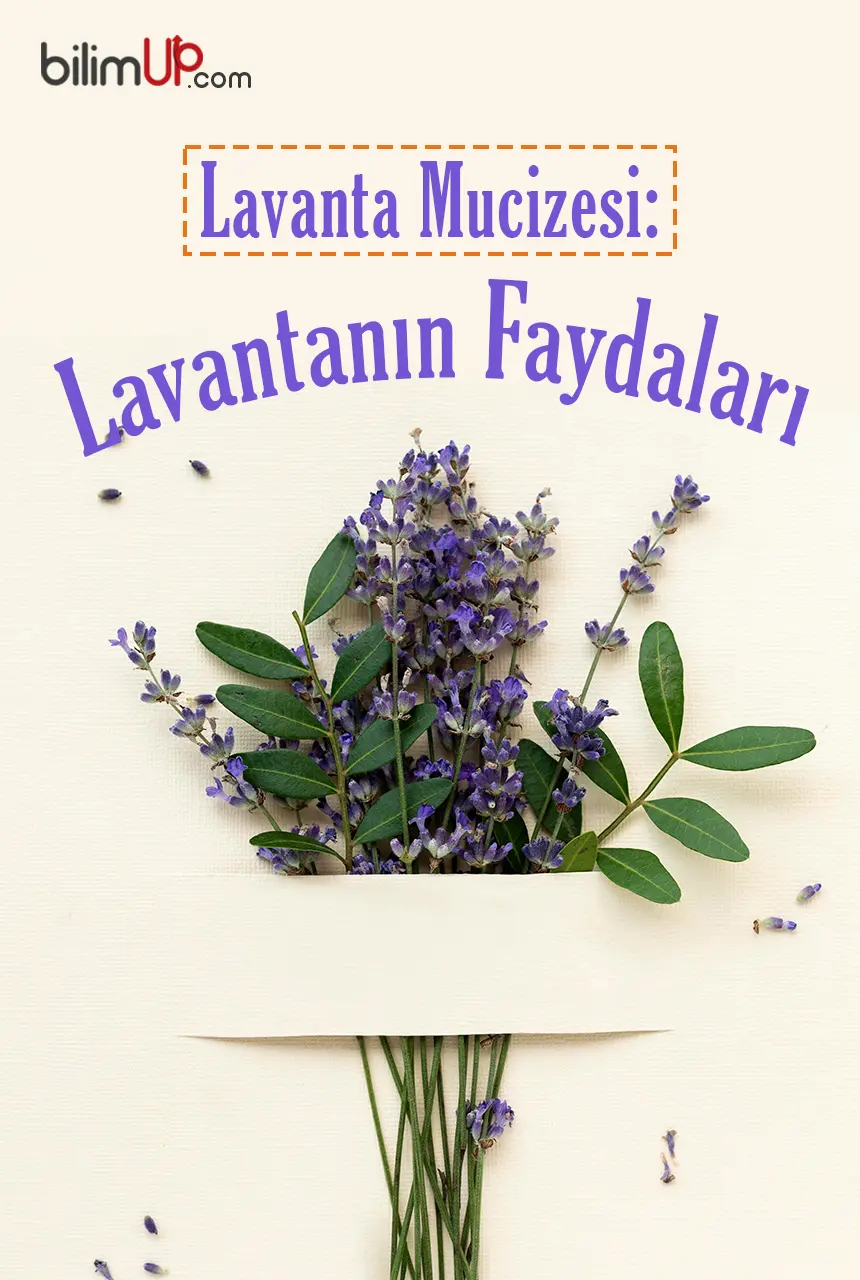 Lavanta Mucizesi: Lavantanın Faydaları