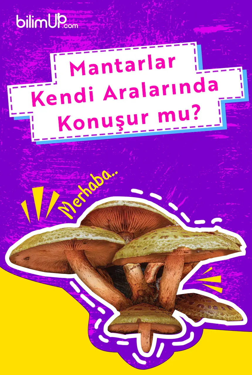 Mantarlar kendi aralarında konuşur mu?