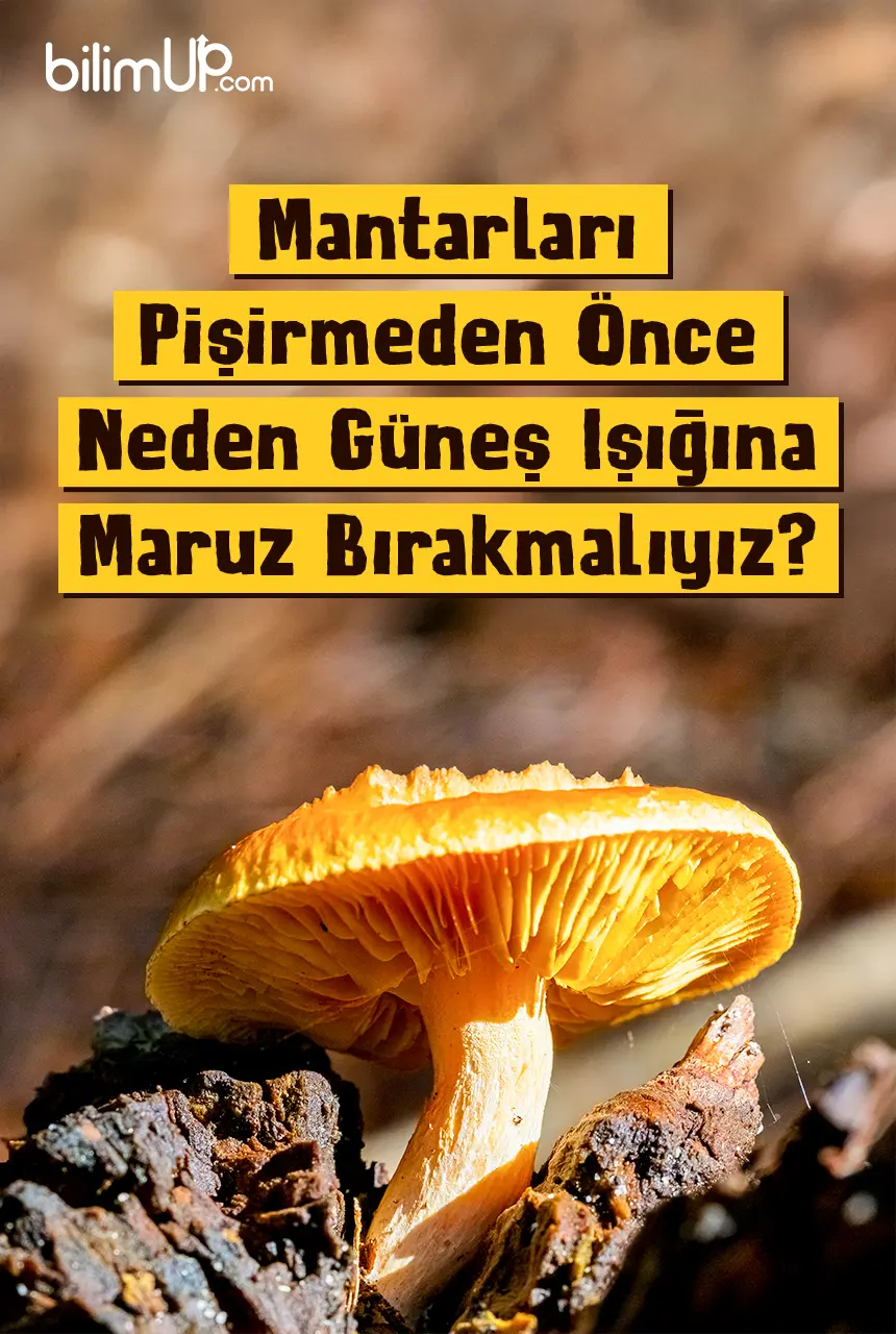 Mantarları Pişirmeden Önce Neden Güneş Işığına Maruz Bırakmalıyız?