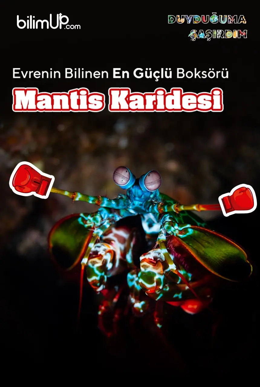 Evrenin En Güçlü Boksçusu: Mantis Karidesi