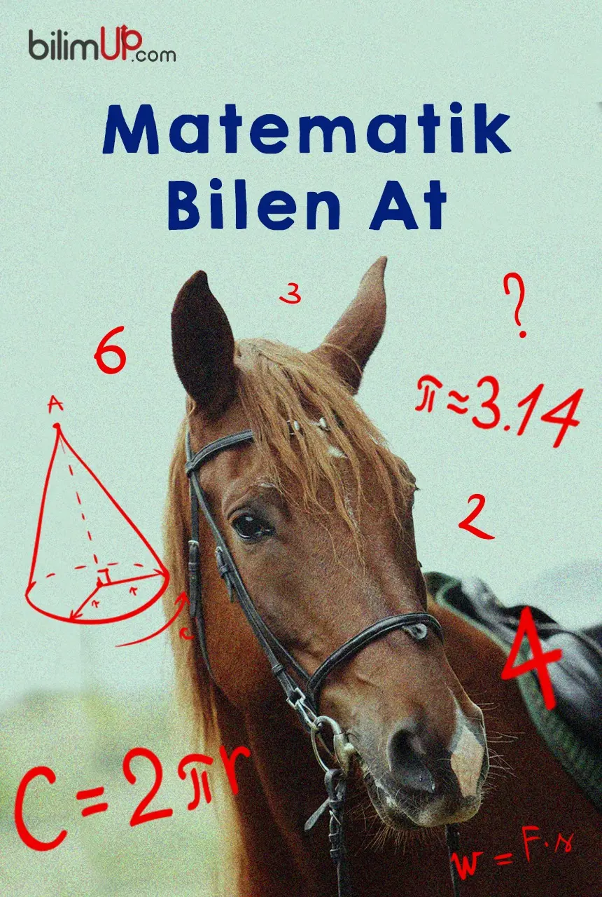 Bir At Matematik Sorularına Doğru Cevap Verebilir Mi?