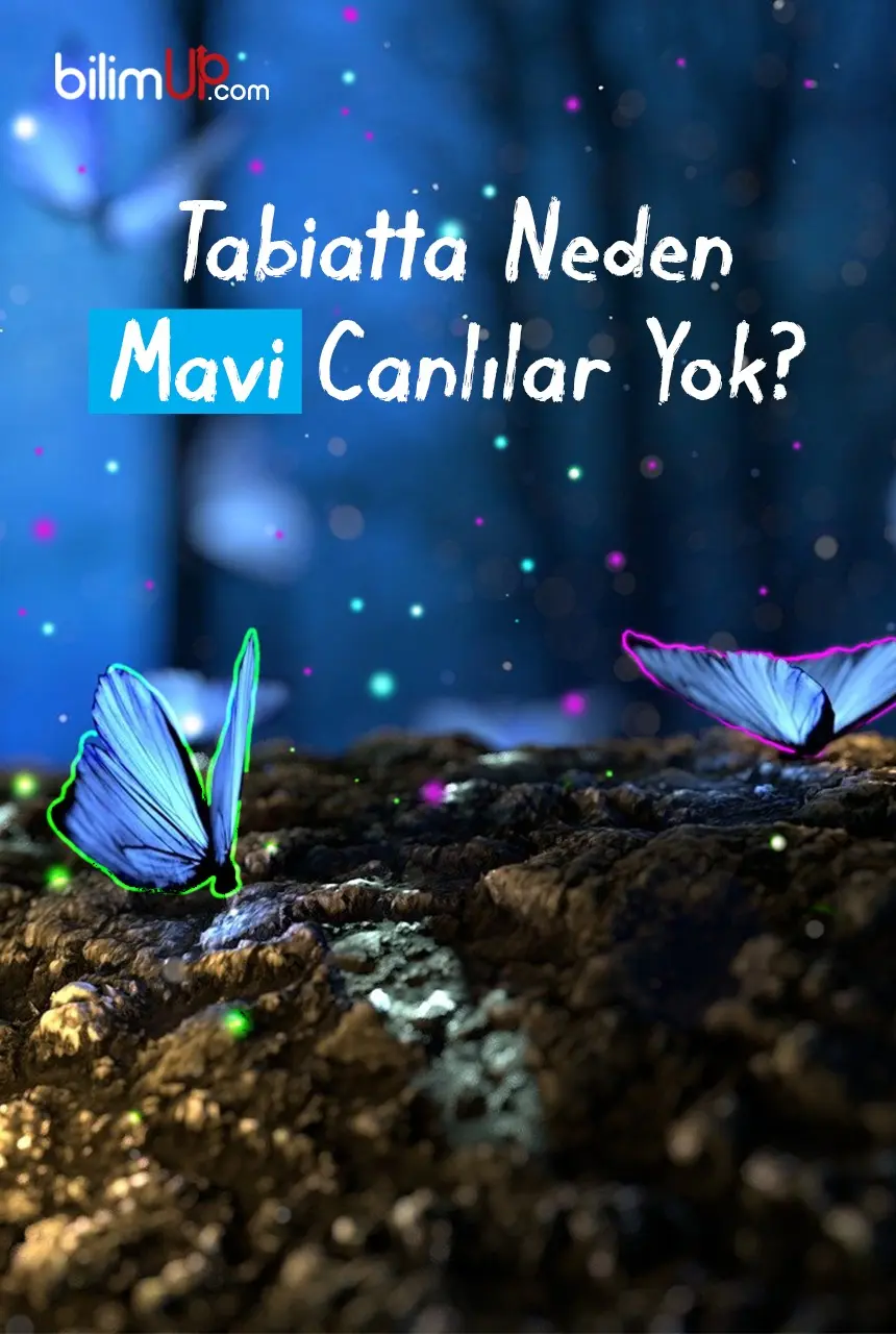 Tabiatta Neden Mavi Canlılar Yok?