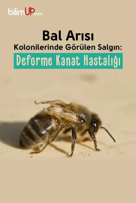 Bal Arısı Kolonilerinde Görülen Salgın: Deforme Kanat Hastalığı